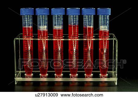 Stock Photo - Test tubes in a rack.. Fotosearch