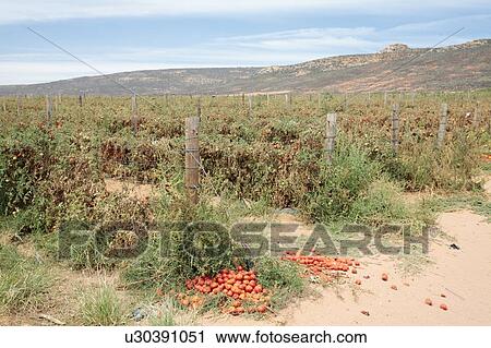 Stock Image - Tomato crop affected by drought, near Klawer, Western Cape, South Africa.. Fotosearch
