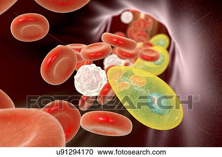 Stock Image - Toxoplasma gondii in blood, illustration. T. gondii is a species of parasitic protozoa that can be carried by all known mammals. It causes toxoplasmosis, a usually minor and self-limiting disease. It can, however, have serious or even fatal effects on.... Fotosearch