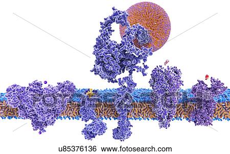 Transmembrane proteins. Illustration of five transmembrane proteins with their ligands (left to right): a potassium channel, a delta-opioid receptor, an LDL (low-density lipoprotein) receptor, an acetylcholine receptor, and a histamine receptor. Each... View Large Photo Image Stock Photograph - Transmembrane proteins. Illustration of five transmembrane proteins with their ligands (left to right): a potassium channel, a delta-opioid receptor, an LDL (low-density lipoprotein) receptor, an acetylcholine receptor, and a histamine receptor. Each.... Fotosearch