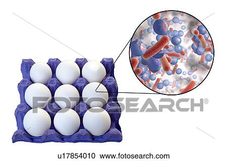 Transmission of food-borne infections by chicken eggs, conceptual illustration. Chicken eggs are often contaminated with different microorganisms, particularly Salmonella, Listeria and Staphylococcus aureus, that can be the causative agents of... View Large Photo Image Stock Image - Transmission of food-borne infections by chicken eggs, conceptual illustration. Chicken eggs are often contaminated with different microorganisms, particularly Salmonella, Listeria and Staphylococcus aureus, that can be the causative agents of.... Fotosearch