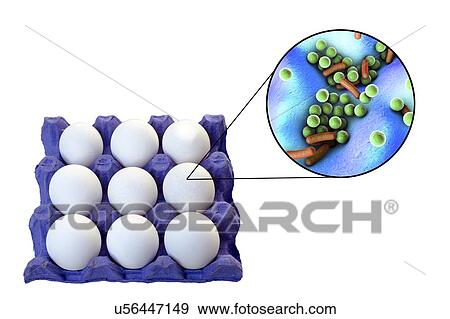 Stock Photo - Transmission of food-borne infections by chicken eggs, conceptual illustration. Chicken eggs are often contaminated with different microorganisms, particularly Salmonella, Listeria and Staphylococcus aureus, that can be the causative agents of.... Fotosearch