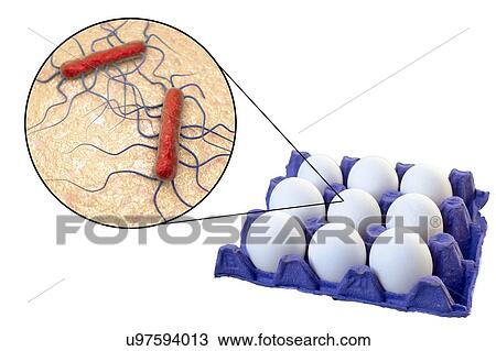 Transmission of Listeria monocytogenes bacteria with chicken eggs, conceptual illustration. View Large Photo Image Stock Image - Transmission of Listeria monocytogenes bacteria with chicken eggs, conceptual illustration.. Fotosearch