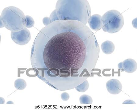 Transparent cell, computer illustration. View Large Photo Image Stock Image - Transparent cell, computer illustration.. Fotosearch