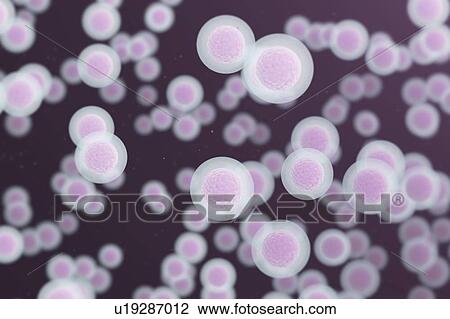 Transparent cells, computer illustration. View Large Photo Image Stock Image - Transparent cells, computer illustration.. Fotosearch