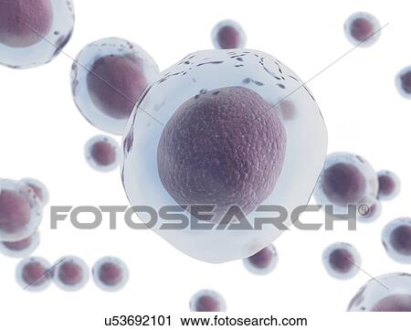 Stock Image - Transparent cells, computer illustration.. Fotosearch