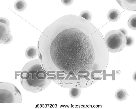 Transparent cells, computer illustration. View Large Photo Image Stock Image - Transparent cells, computer illustration.. Fotosearch