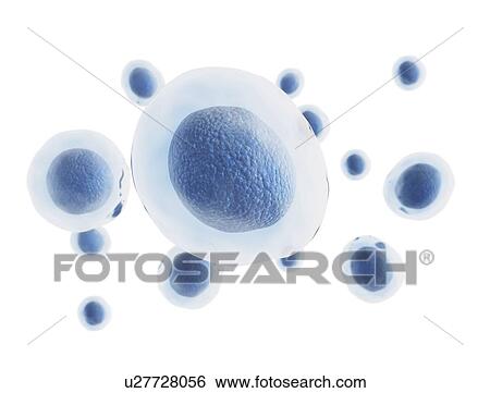 Stock Photograph - Transparent cells, computer illustration.. Fotosearch