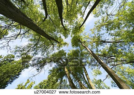 Tree canopy, low angle view. View Large Photo Image Stock Photo - Tree canopy, low angle view.. Fotosearch