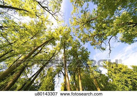 Tree canopy, low angle view. View Large Photo Image Stock Photo - Tree canopy, low angle view.. Fotosearch