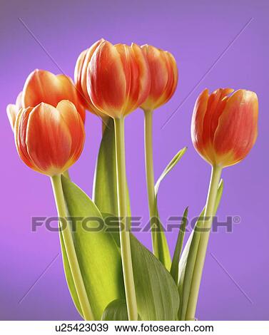 Tulip (Tulipa sp. ) flowers. View Large Photo Image Stock Photo - Tulip (Tulipa sp. ) flowers.. Fotosearch