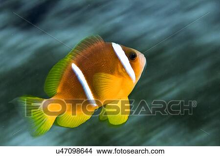Picture - Underwater photograph of a Red Sea or two-banded clownfish (Amphiprion bicinctus), Eilat, Red Sea, Israel.. Fotosearch