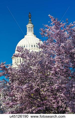 Stock Image - US Capitol and Cherry Blossoms, Washington D. C. . Fotosearch