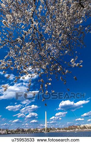 Stock Image - Washington Monument framed by Cherry Blossoms on Tidal Basin, WAshinton D. C.. Fotosearch