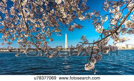 Stock Photo - Washington Monument framed by Cherry Blossoms on Tidal Basin, WAshinton D. C.. Fotosearch