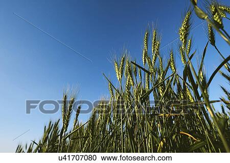 Stock Image - Wheat crop.. Fotosearch