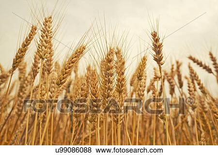 Stock Photo - Wheat crop.. Fotosearch
