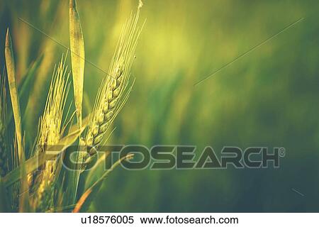Stock Photography - Wheat crop.. Fotosearch