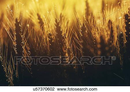 Wheat field View Large Photo Image Stock Image - Wheat field. Fotosearch