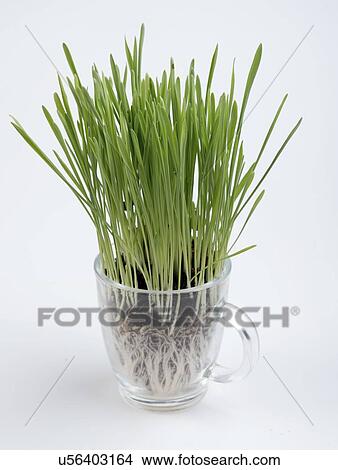 Picture - Wheatgrass.. Fotosearch