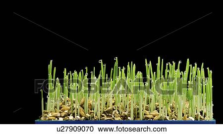 Stock Image - Wheatgrass.. Fotosearch