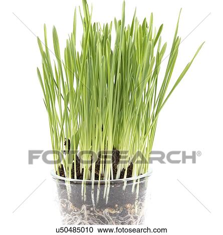 Stock Image - Wheatgrass.. Fotosearch