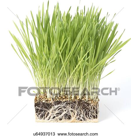 Wheatgrass. View Large Photo Image Stock Image - Wheatgrass.. Fotosearch