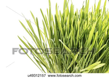 Stock Photo - Wheatgrass.. Fotosearch