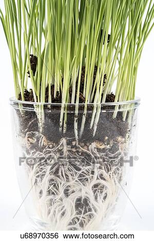 Stock Photograph - Wheatgrass.. Fotosearch