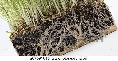 Wheatgrass. View Large Photo Image Stock Photography - Wheatgrass.. Fotosearch