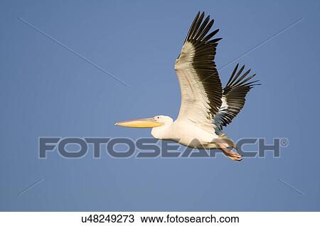Stock Image - White pelican (Pelecanus onocrotalus) in flight with a blue sky background. Photographed at Maagan Michael Fish ponds, Israel, in October.. Fotosearch
