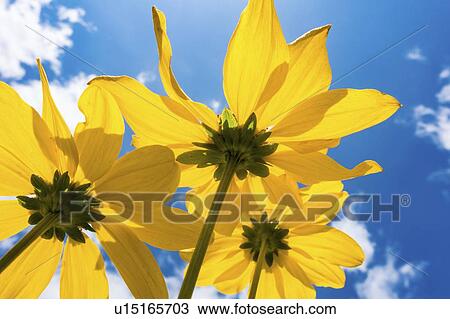 Yellow flowers on sunny day. View Large Photo Image Stock Image - Yellow flowers on sunny day.. Fotosearch