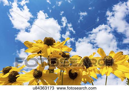 Stock Image - Yellow flowers on sunny day.. Fotosearch