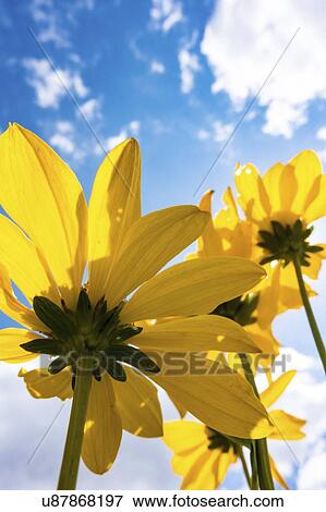Stock Photo - Yellow flowers on sunny day.. Fotosearch
