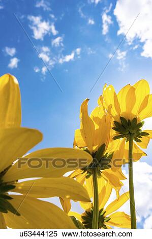 Stock Photography - Yellow flowers on sunny day.. Fotosearch