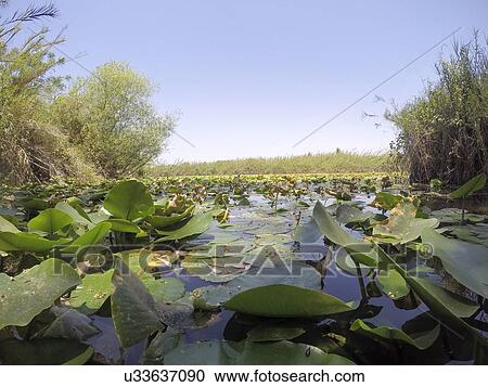 Yellow waterlily (Nuphar lutea). This aquatic plant is also known as the cow lily, and yellow pond-lily. Photographed in a natural pool in Israel in September. View Large Photo Image Stock Image - Yellow waterlily (Nuphar lutea). This aquatic plant is also known as the cow lily, and yellow pond-lily. Photographed in a natural pool in Israel in September.. Fotosearch