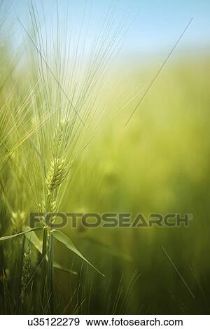 Stock Photo - Young barley crop.. Fotosearch