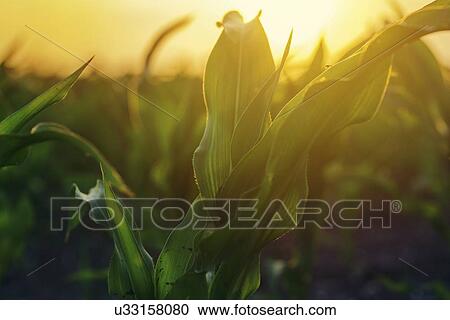 Stock Image - Young corn plants in field.. Fotosearch