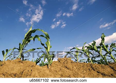 Stock Image - Young corn plants in field.. Fotosearch