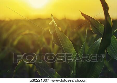 Young corn plants in field. View Large Photo Image Stock Photo - Young corn plants in field.. Fotosearch