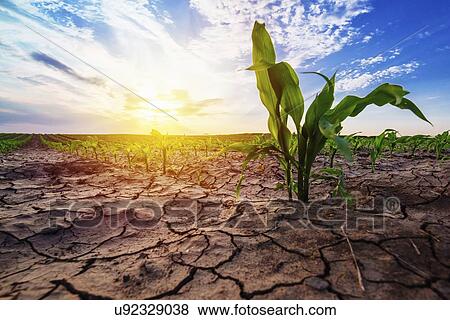 Stock Photo - Young corn plants in field.. Fotosearch