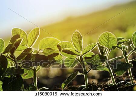 Young soybean plants. View Large Photo Image Stock Photography - Young soybean plants.. Fotosearch