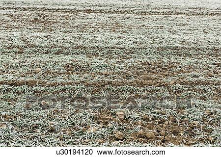 Stock Image - Young wheat crops covered with frost.. Fotosearch
