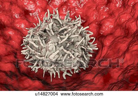 Picture - Alveolar tissue macrophage, computer illustration. A tissue macrophage is a large, mature phagocyte that can ingest and destroy invading microbes, foreign particles, cancerous or diseased cells and cellular debris. Alveolar (lung pleural cavity).... Fotosearch