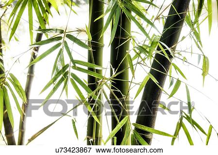 Bamboo View Large Photo Image Stock Photo - Bamboo. Fotosearch