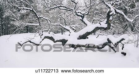 Stock Image - Bare trees in snow. Fotosearch