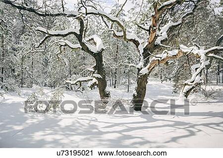 Stock Image - Bare trees in snow. Fotosearch