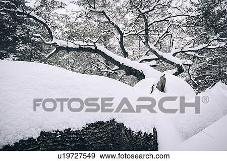 Bare trees in snow View Large Photo Image Stock Photo - Bare trees in snow. Fotosearch