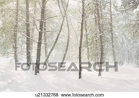 Bare trees in snow View Large Photo Image Stock Photo - Bare trees in snow. Fotosearch