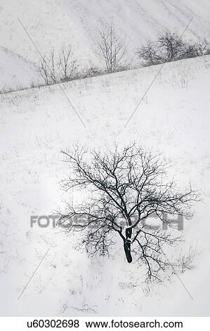 Bare trees in snow View Large Photo Image Stock Photo - Bare trees in snow. Fotosearch